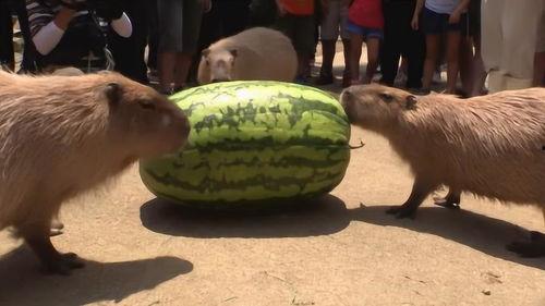 吃瓜有多快视频,一网打尽吃瓜界的速度与激情