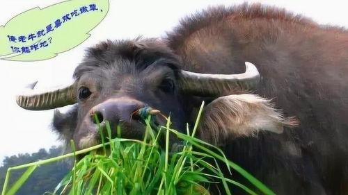 牛能吃砍瓜吗怎么吃视频,视频揭秘食用方法