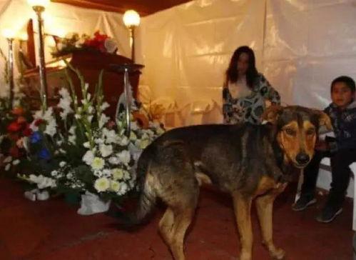 车祸狗狗吃瓜视频播放,这瓜真香！