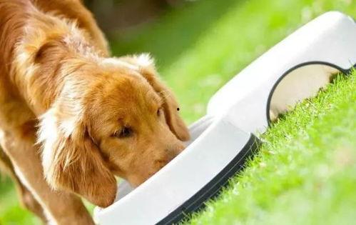 狗狗可以吃嫩瓜嘛视频,美味还是禁忌？