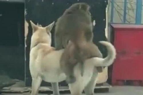 狗吃瓜的搞笑视频,萌态可掬笑翻众人