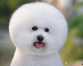 幼犬比熊吃哈密瓜好吗视频,幼犬比熊食用哈密瓜的安全性探讨