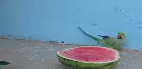 鹦鹉吃瓜视频,萌宠美食瞬间，笑料横生