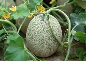 荔枝公园吃哈密瓜视频,哈密瓜盛宴，甜蜜滋味尽享