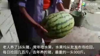 什么叫吃瓜视频,网络时代的娱乐风向标