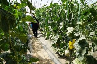 郸城县的吃瓜视频,一场视觉与味蕾的双重盛宴