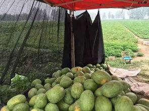 花皮瓜怎样吃最好吃视频,视频教你如何吃出最佳口感