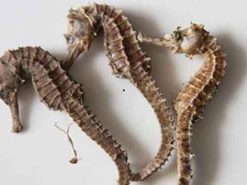 海马吃瓜视频,揭秘海洋生物的趣味食性