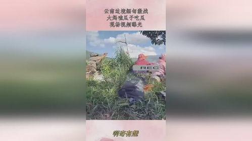 缅甸边境吃瓜现场视频,一幕幕真实画面令人震撼