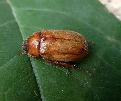 有虫子吃小瓜怎么办啊视频,瓜田虫害防治攻略