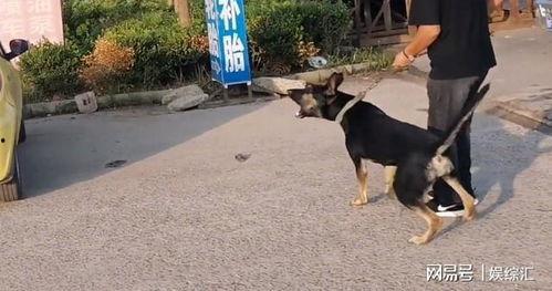 小狗吃瓜大妈吵架视频播放,小狗与大妈的趣味争吵瞬间