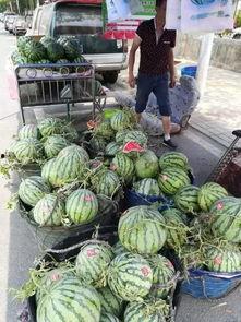 长春宽城吃瓜事件视频播放,视频曝光引发网友热议