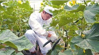 陕西杨凌吃瓜事件视频,一场网络热议的乡村奇观